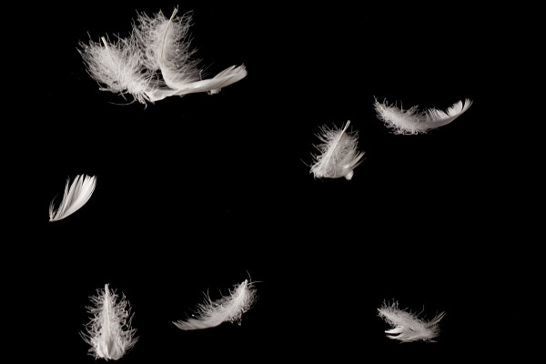 High-resolution images, textures & overlays: white feathers against a black background 2