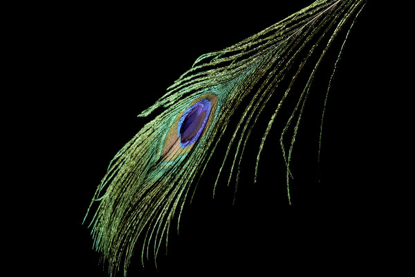 High-resolution images, textures & overlays: colorful feathers against a black background 1