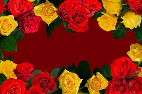 Pictures of red and yellow roses: floral frames