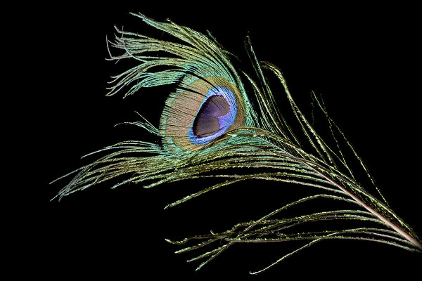 High-resolution images, textures & overlays: colorful feathers against a black background 2