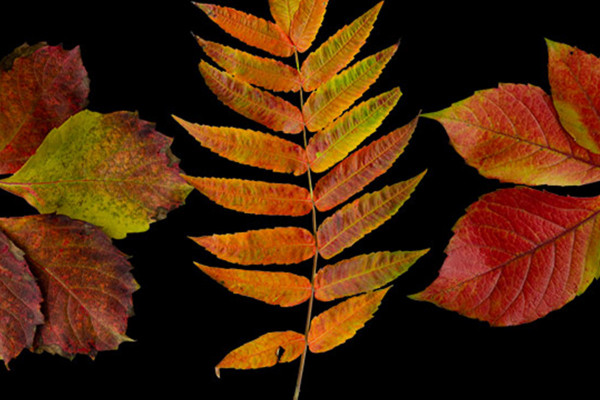 Cropped autumn leaf photos: almost still green, now already foliage-colored