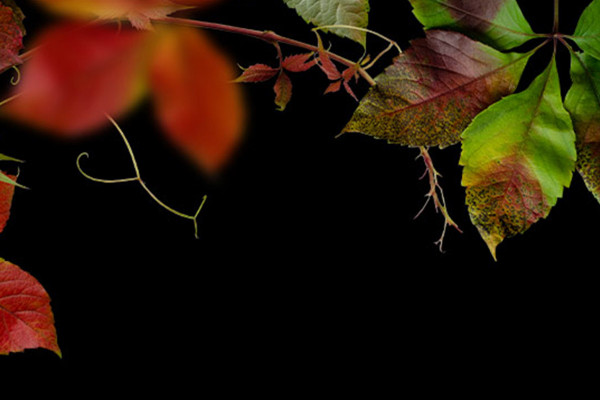 Autumnal photo frames: Red and brown