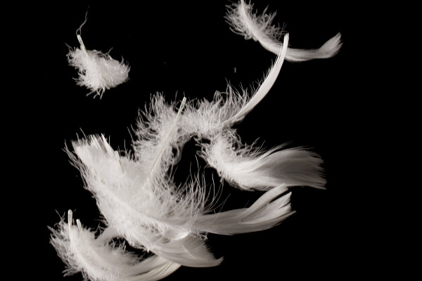 High-resolution images, textures & overlays: white feathers against a black background 1