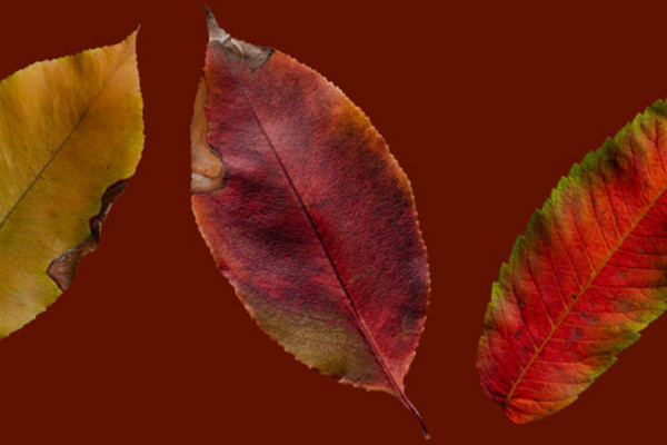 Cropped fall leaf photos: from autumn yellow to fiery red