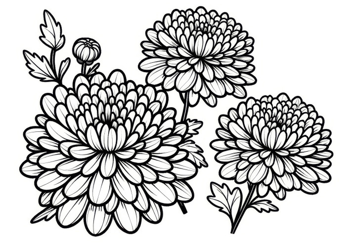 Chrysanthemum Blossoms: Free Coloring Page