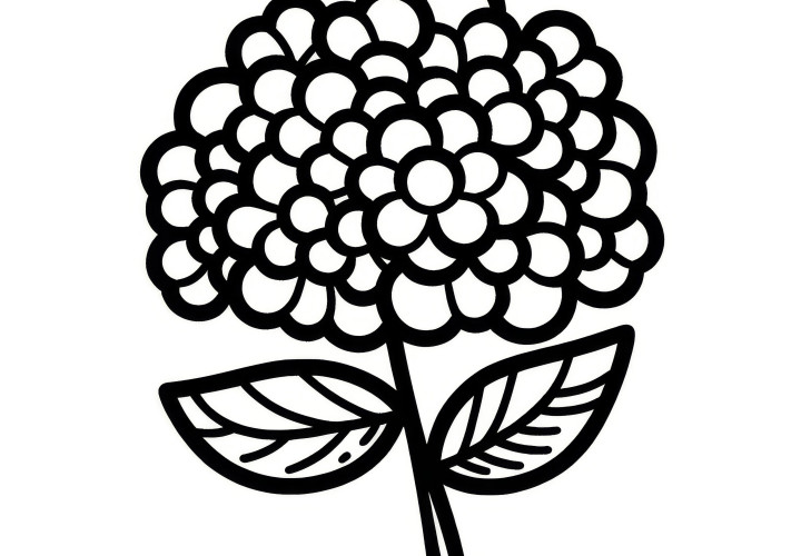 Hydrangea bloom: Simple coloring template (Free)