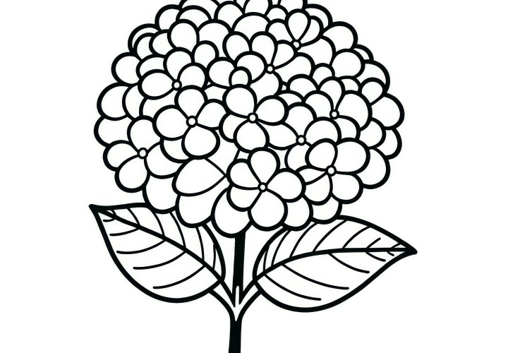 Hydrangea blossom: Simple coloring page (Free)