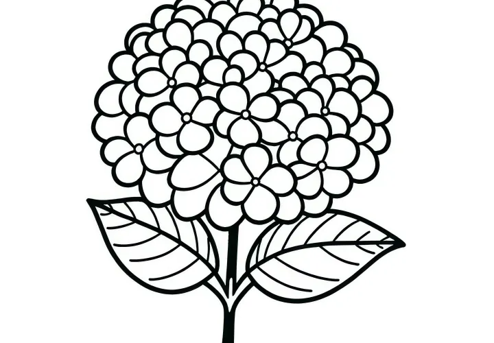 Flor de hortênsia: Imagem para colorir simples (gratuito)