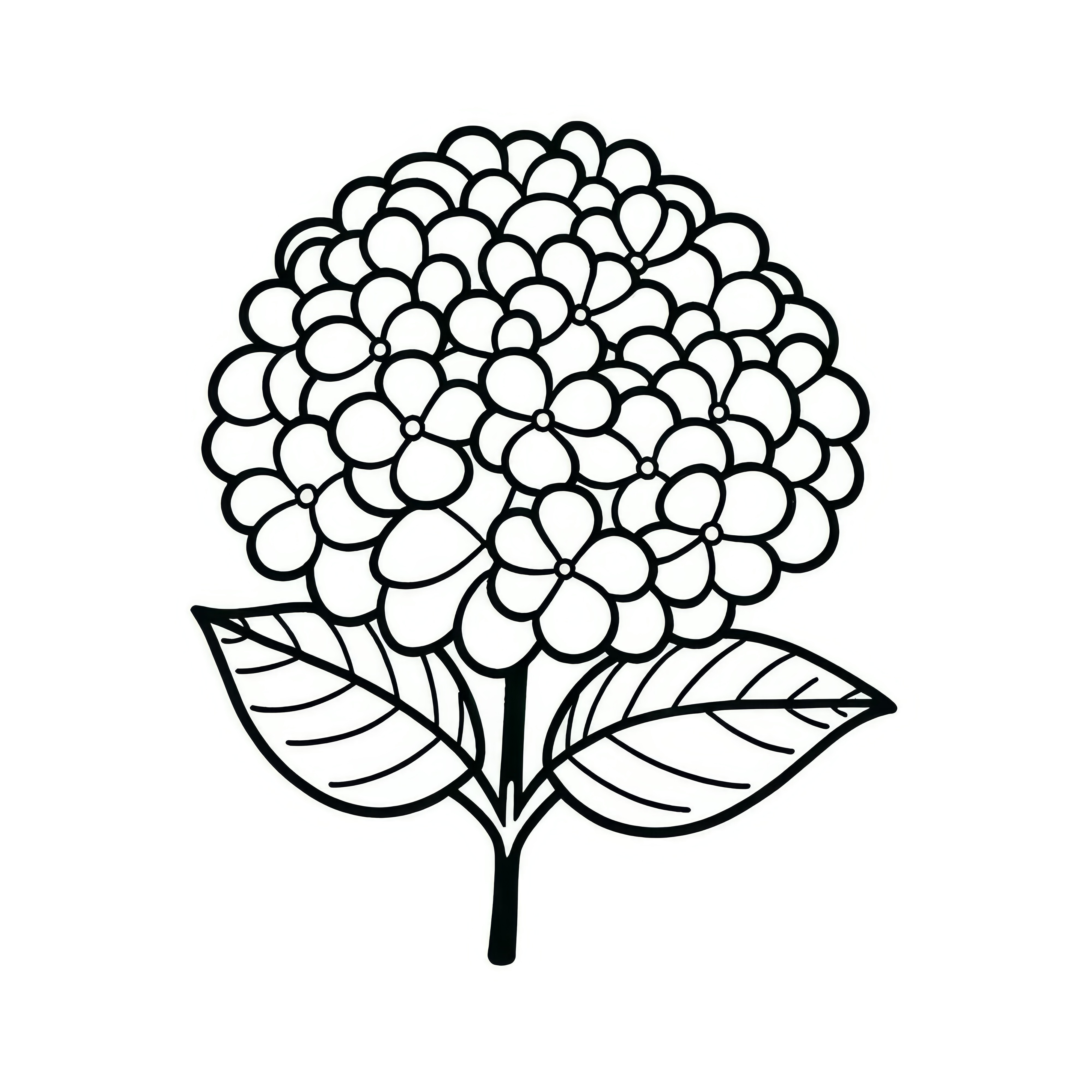 Hydrangea bloom: Simple coloring page (Free)