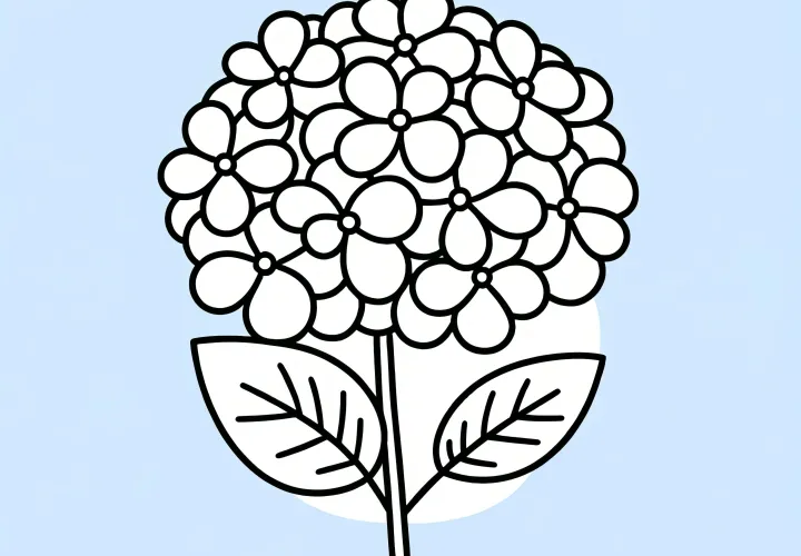 Hydrangea flowers: Simple coloring page for children (Free)