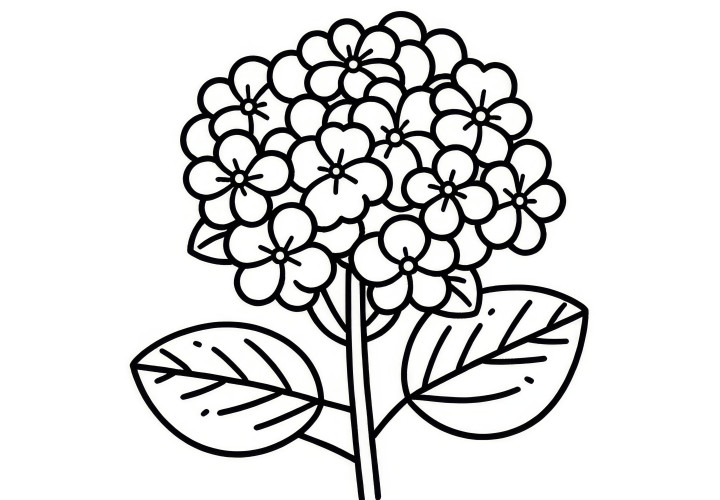 Hydrangea flowers: Simple coloring sheet for kids (Free)