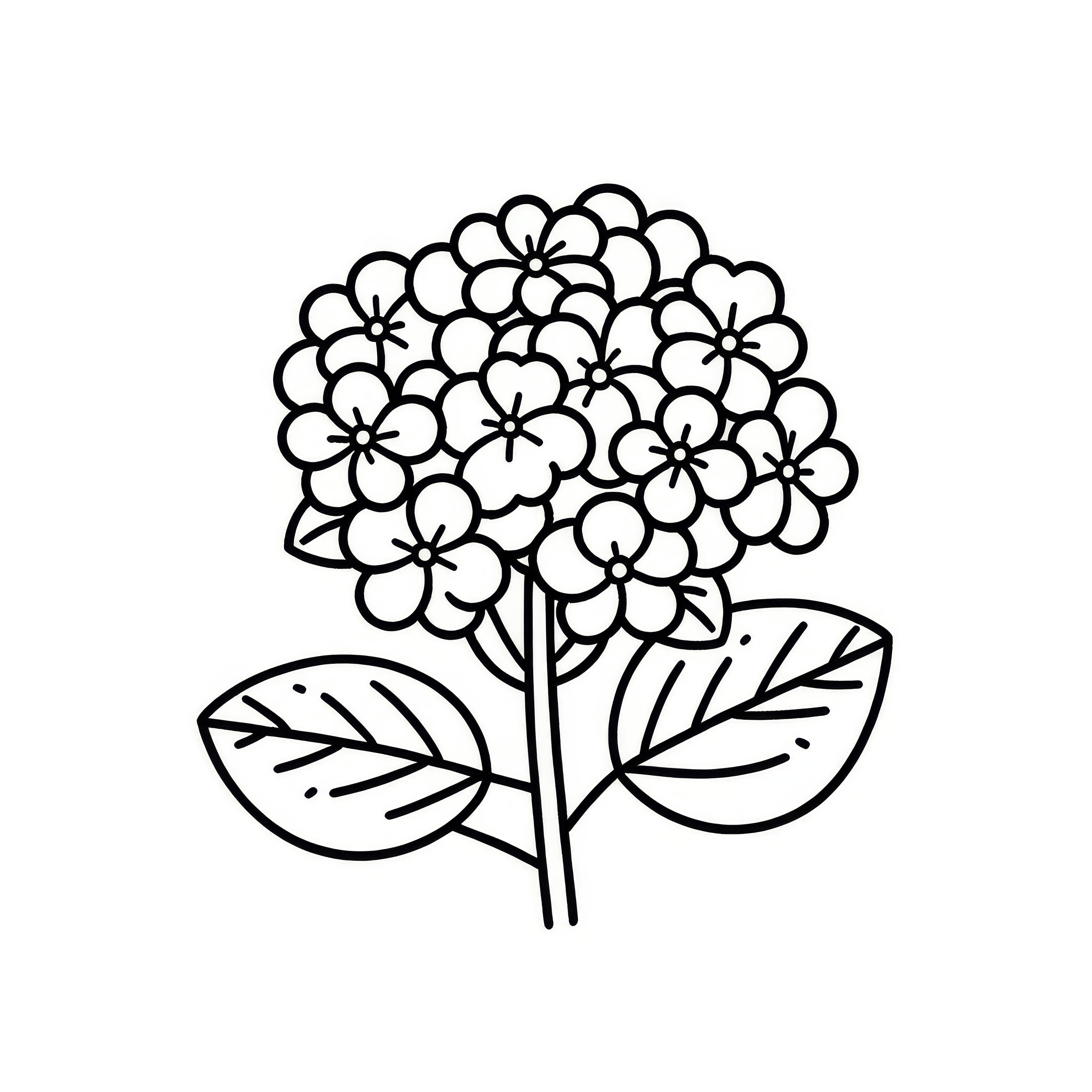 Hydrangea flowers: Simple coloring page for children (Free)