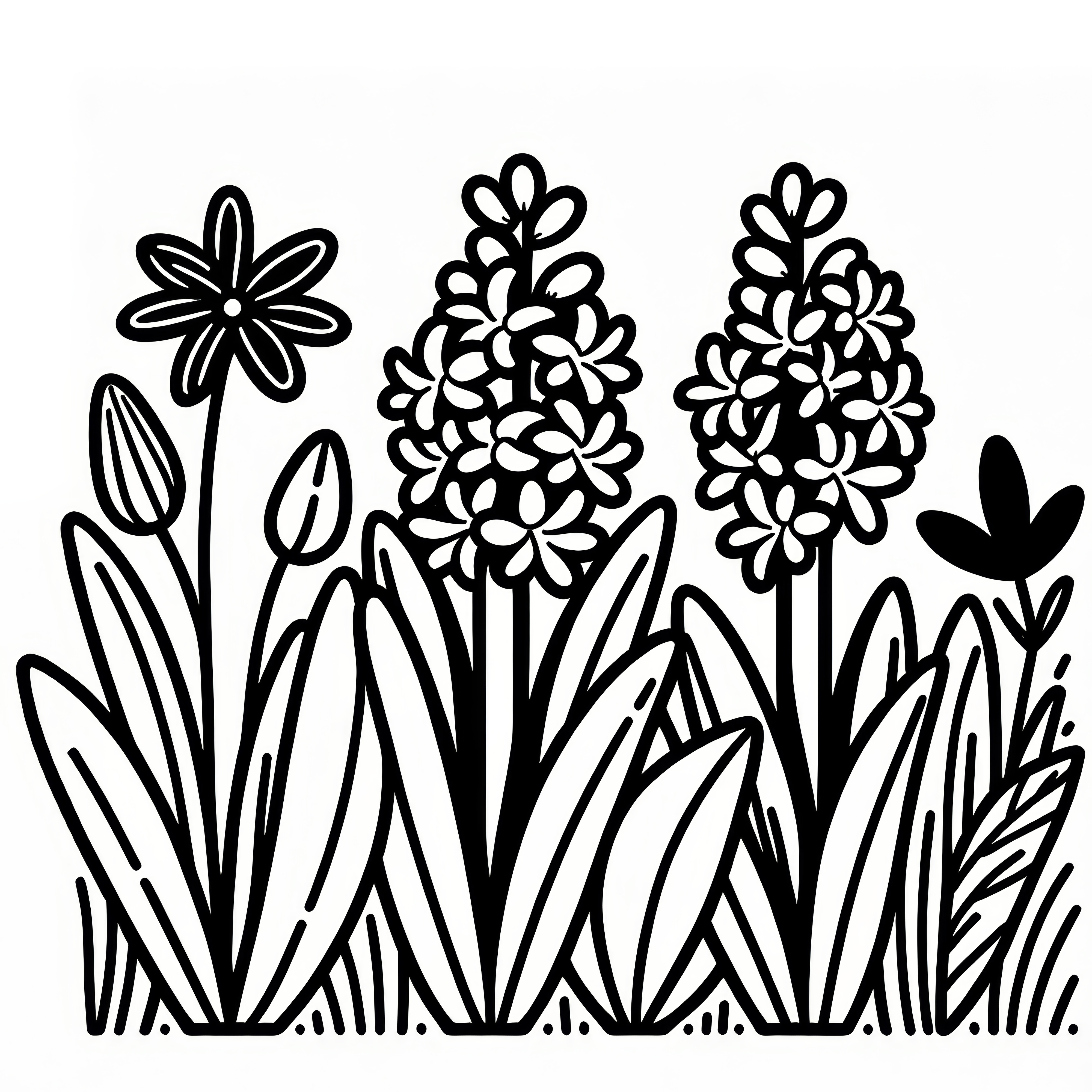 Hyacinth: Spring flower as a coloring page