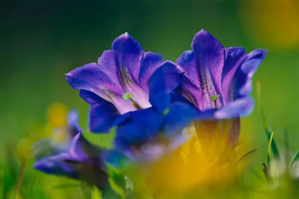 Fotografering i bergen: Blomma, makrofoto.