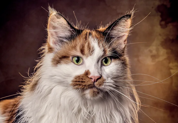 Kattefotografi: Tag episke katteportrætter selv.