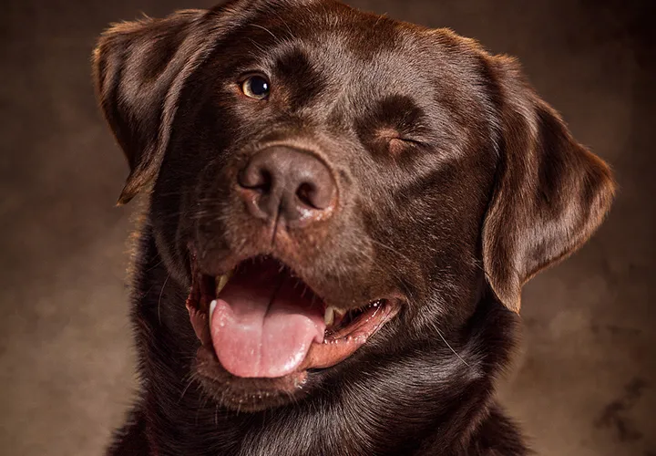 Fotografiar retratos de perros - sesión de fotos en el estudio