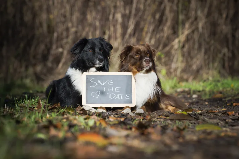 Bryllupsfotografering del 12: Save the Date & Trash the Dress