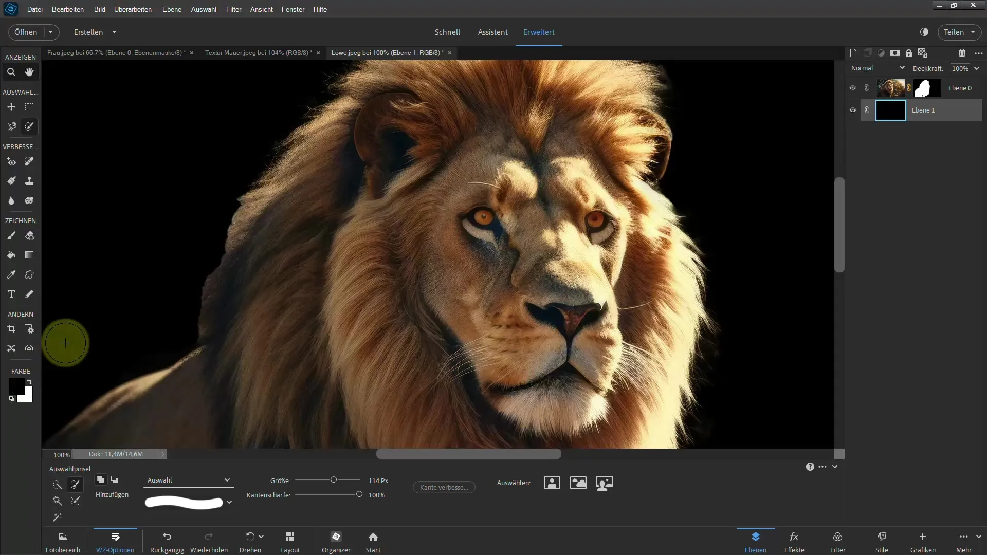 Isolating a lion: Step-by-step guide for Photoshop Elements