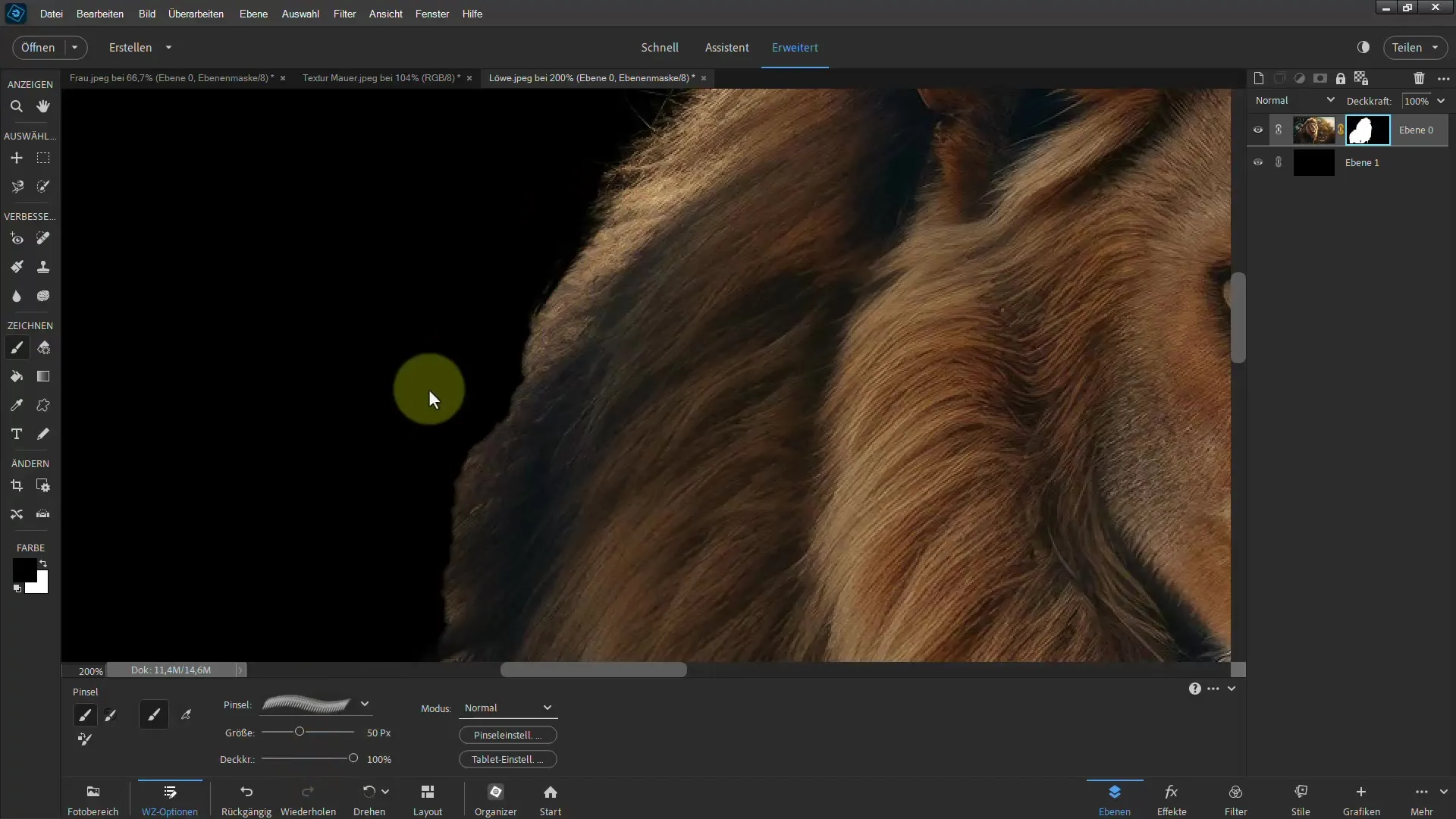 Extracting a lion: Step-by-step guide for Photoshop Elements