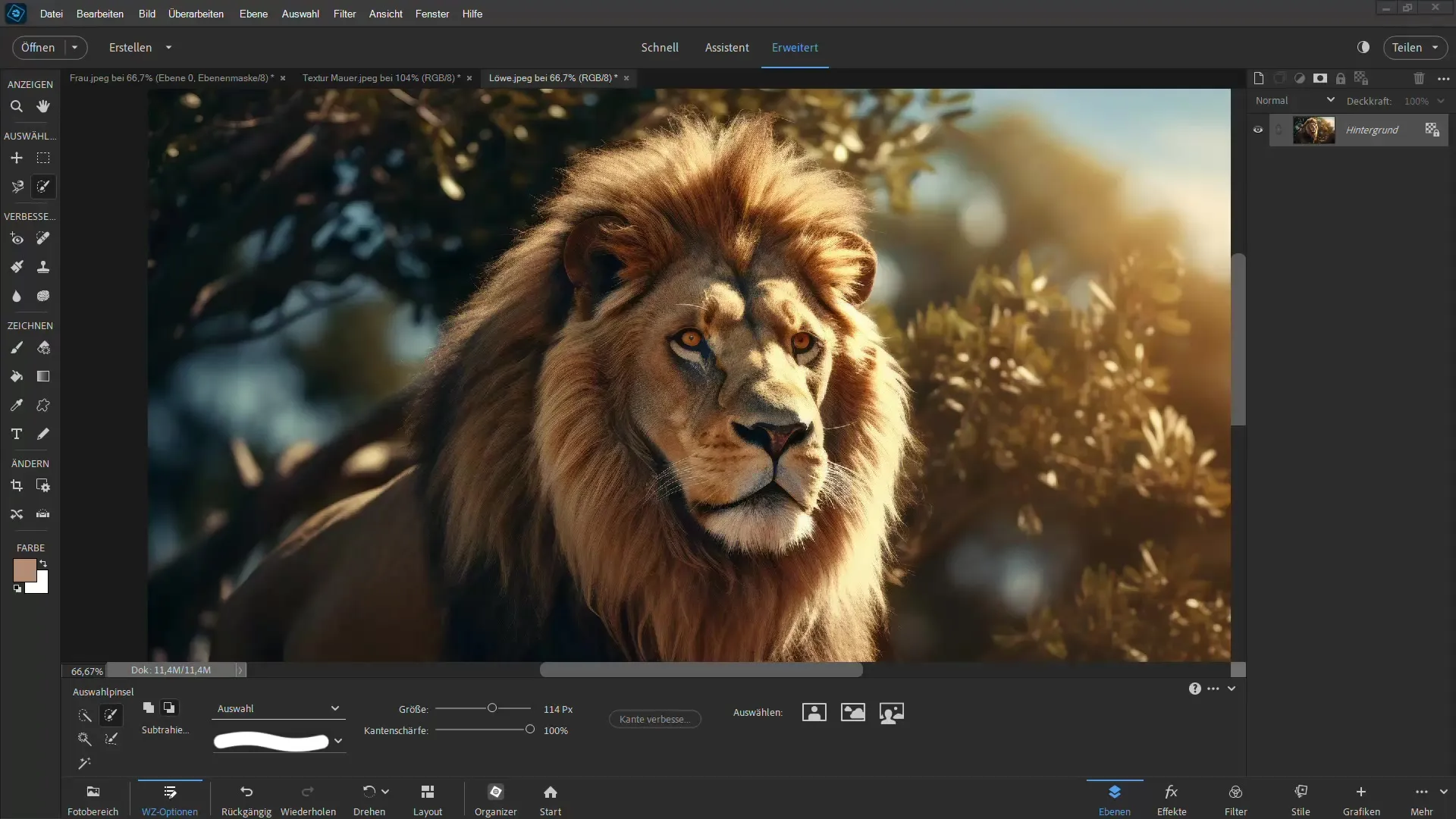 Cutting out a lion: Step-by-step guide for Photoshop Elements