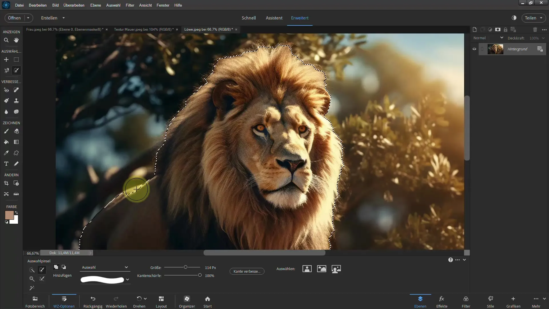 Clipping a lion: Step-by-step guide for Photoshop Elements