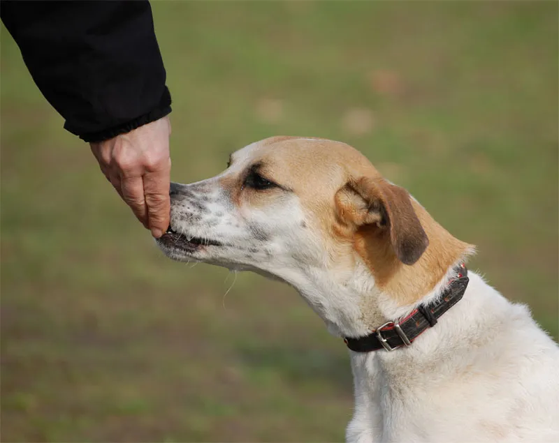 Fotografia di animali parte 01: Introduzione al soggetto animale - animalmente fantastico