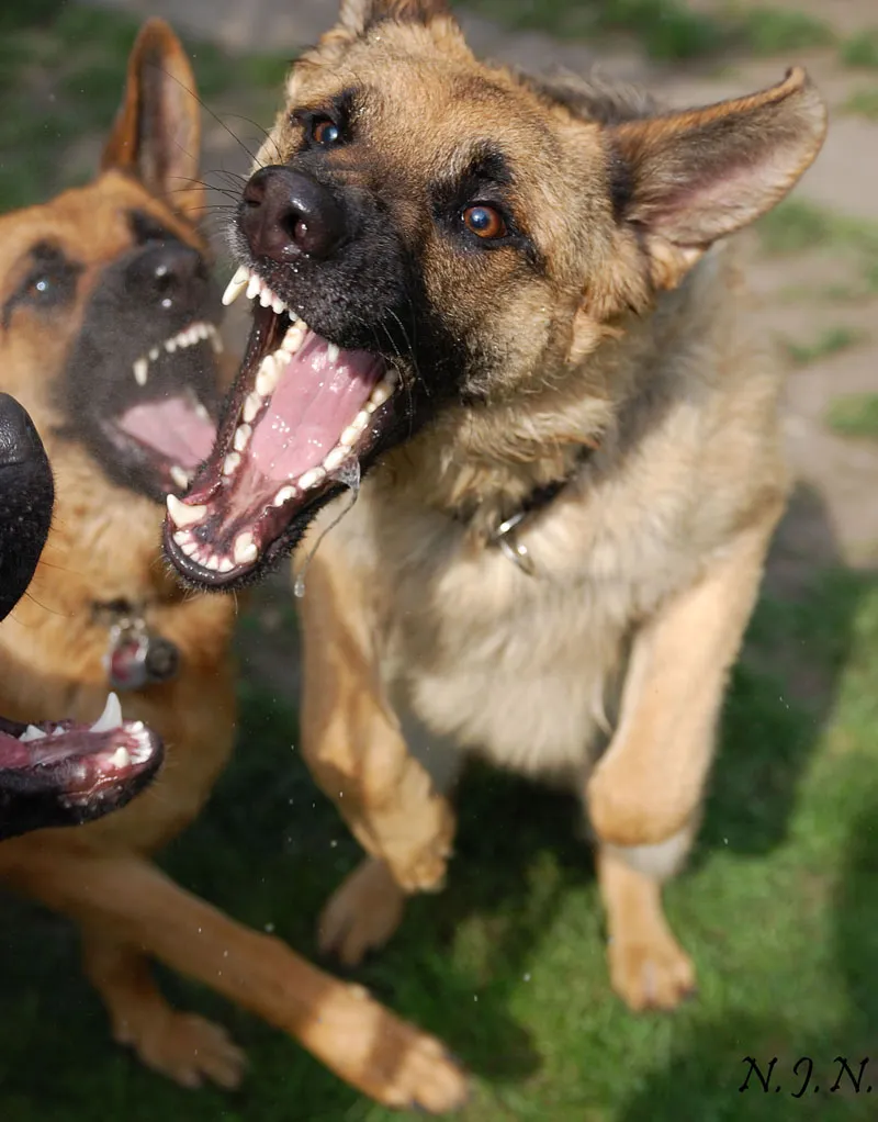 Fotografia di animali Parte 01: Introduzione Soggetto Animale - animalmente buono