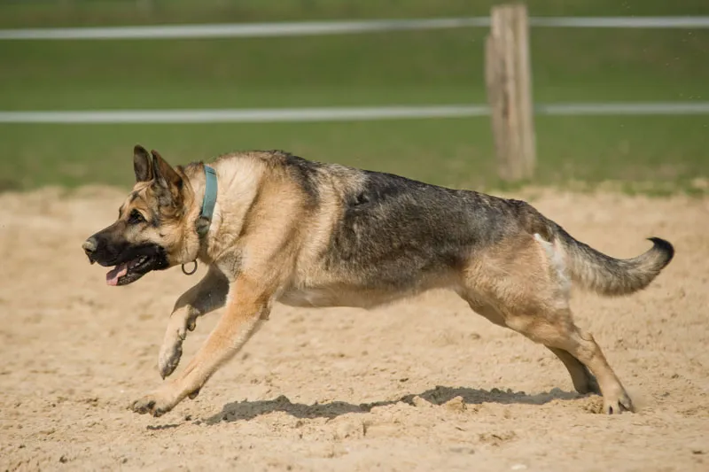 Fotografía de animales Parte 03: Los principales problemas: luz y nitidez