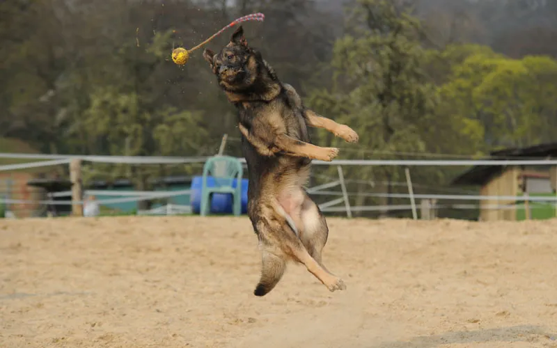 Fotografía de animales Parte 03: Los principales problemas: luz y nitidez