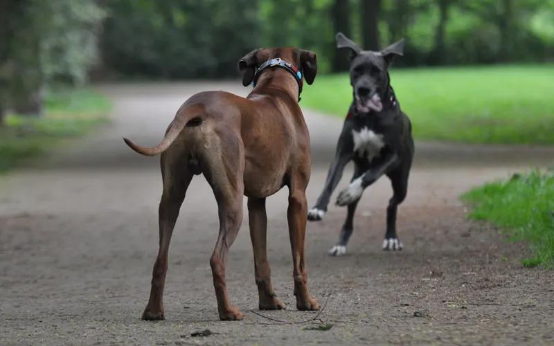 Fotografía de animales Parte 03: Los principales problemas: luz y nitidez