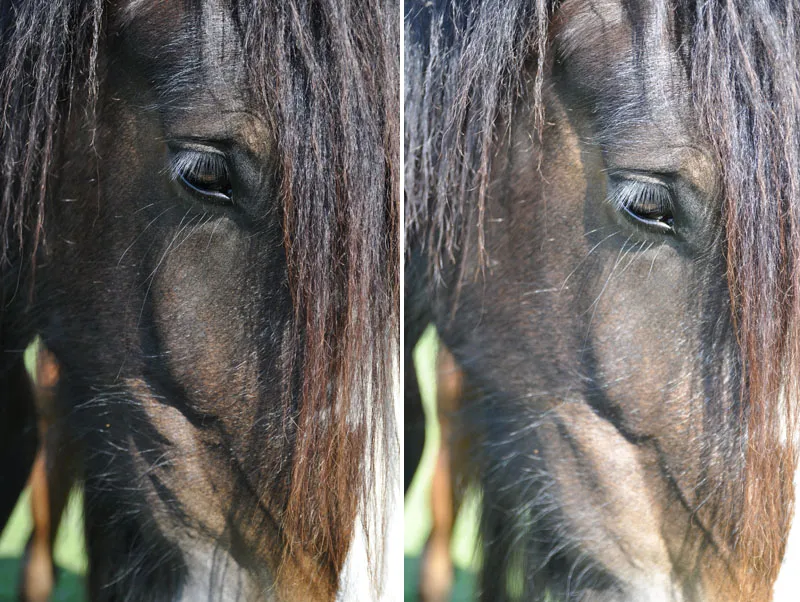 Fotografía de animales Parte 03: Los principales problemas: luz y nitidez