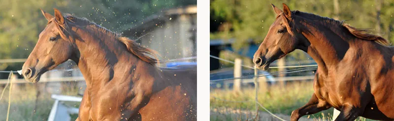 Fotografía de animales Parte 03: Los principales problemas: luz y nitidez