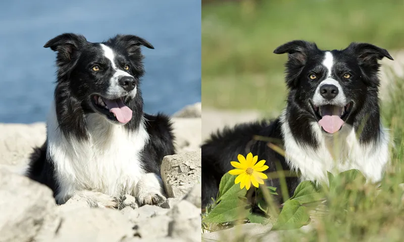 Fotografování zvířat část 05: Přípravy a plánování focení