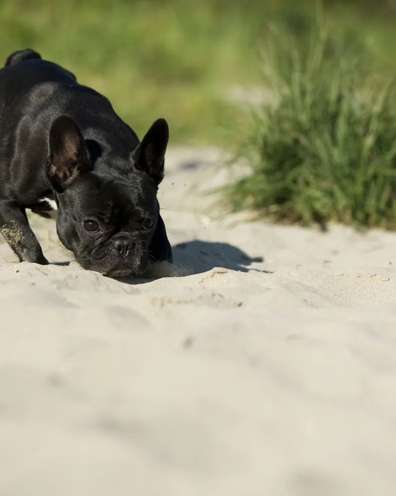 Dyrefotografering del 05: Optagelsesforberedelser og -planlægning.