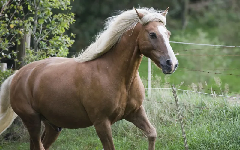 Zvířecí fotografie část 05: Přípravy a plánování focení