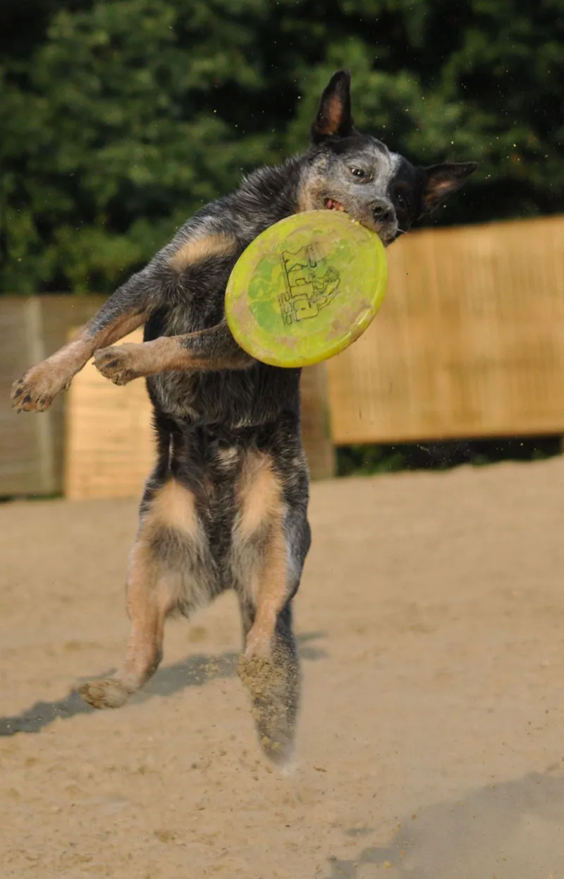 Tierfotografie Teil 06: Hundefotografie