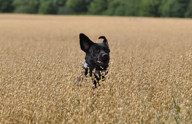 Tierfotografie Teil 06: Hundefotografie