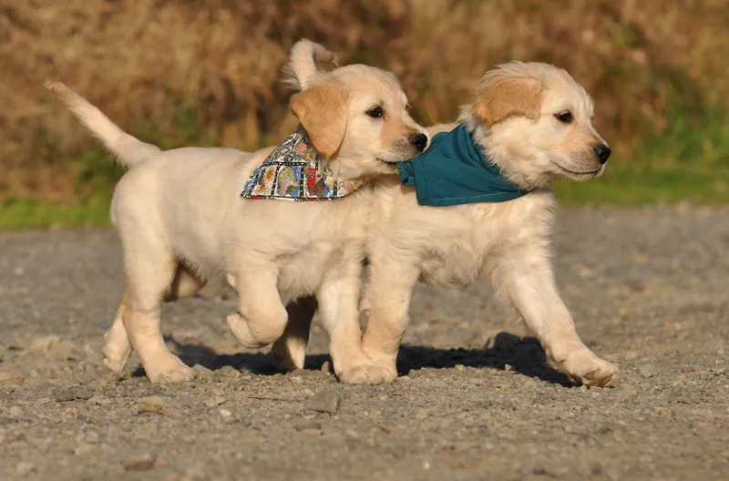 Tierfotografie Teil 06: Hundefotografie