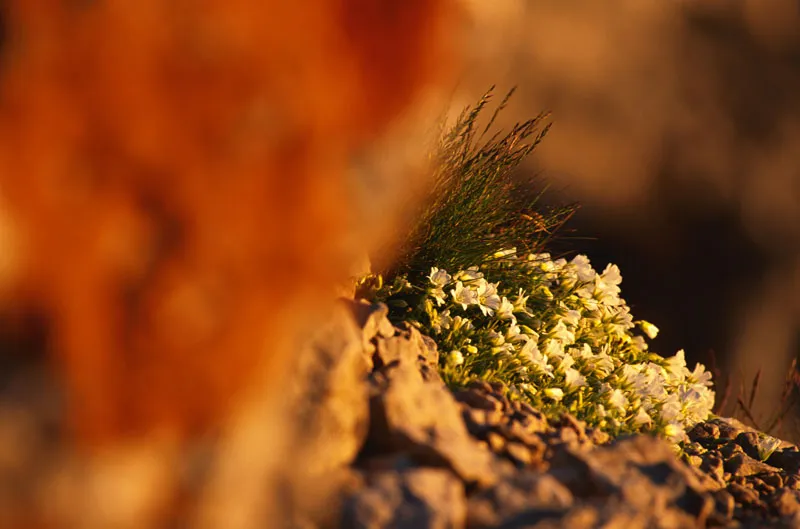 Mountain photography - Part 06 - Close ups - closer to the action