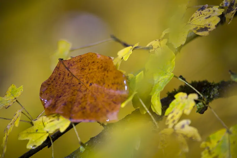 Mountain photography - Part 06 - Close ups - closer to the action