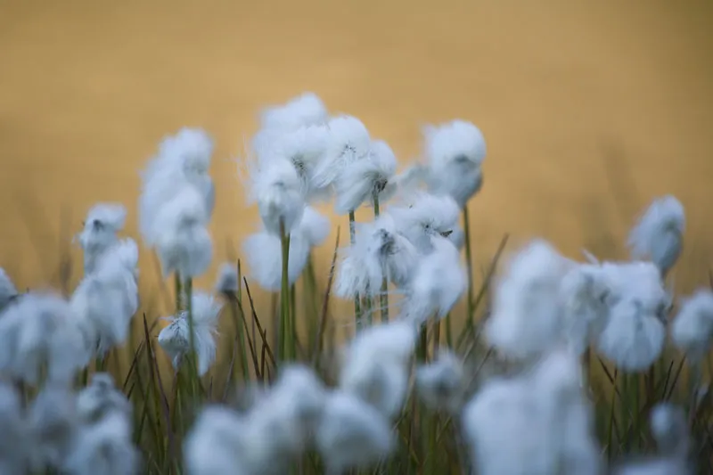 Mountain photography - Part 06 - Close ups - closer to the action