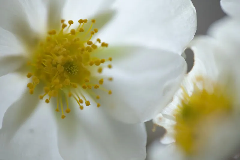 Mountain photography - Part 06 - Close ups - closer to the action