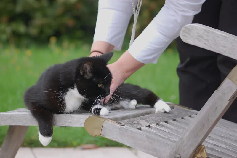 Djurfotografering Del 07: Kattfotografering