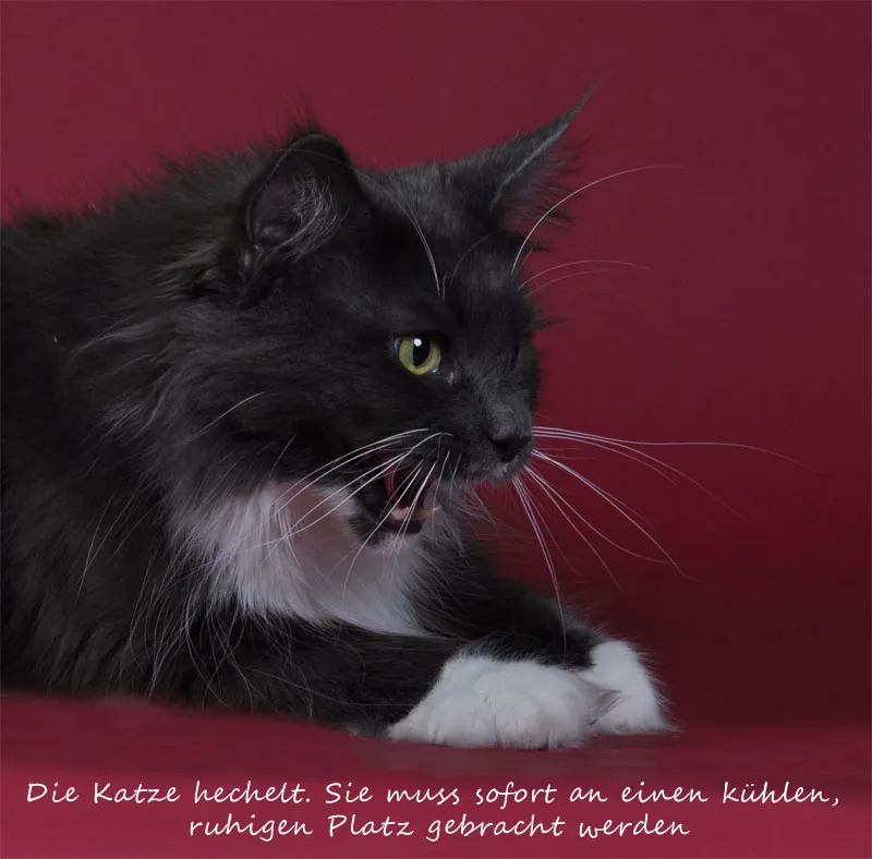 Djurfotografi Del 07: Kattfotografi