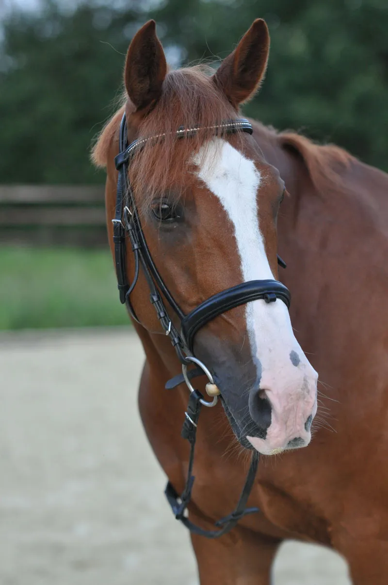 Fotografia de animais parte 08: Fotografia de cavalos