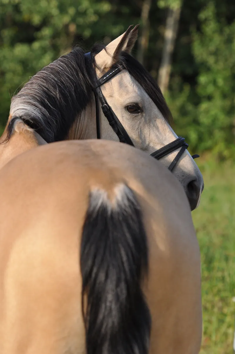 Fotografia de animais parte 08: Fotografia de cavalos