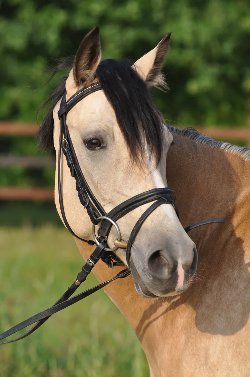 Fotografia animal Parte 08: Fotografia de cavalos