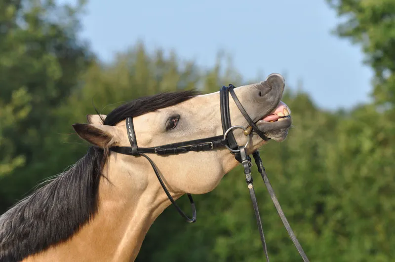 Fotografia animal Parte 08: Fotografia de cavalos.