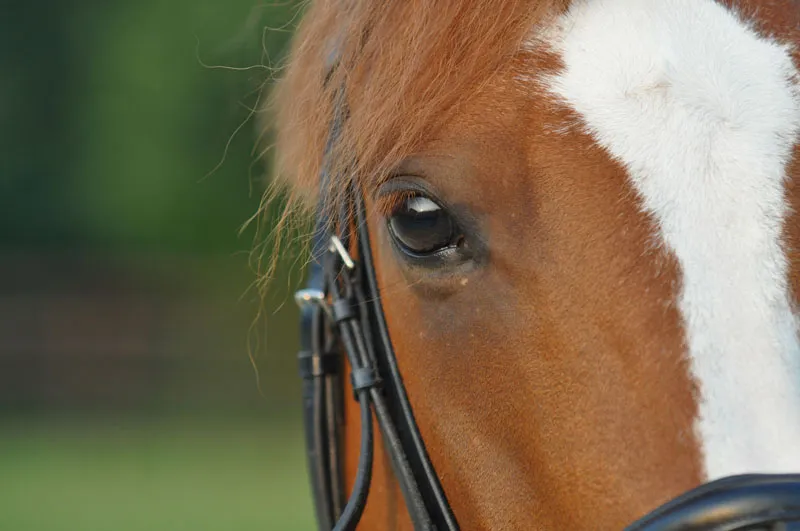 Fotografia de animais parte 08: Fotografia de cavalos