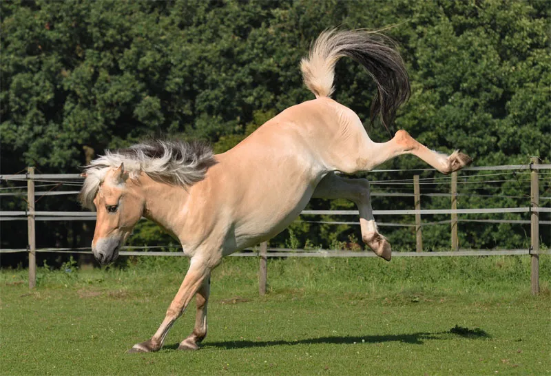 Fotografia animal Parte 08: Fotografia de cavalos